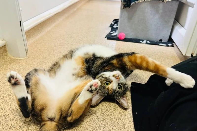 Eight-month-old Mo is an affectionate kitten who would loves company, so would suit a family that is around a lot of the time. She would be happy to share with children aged 10 and over, but would prefer to be the only cat.