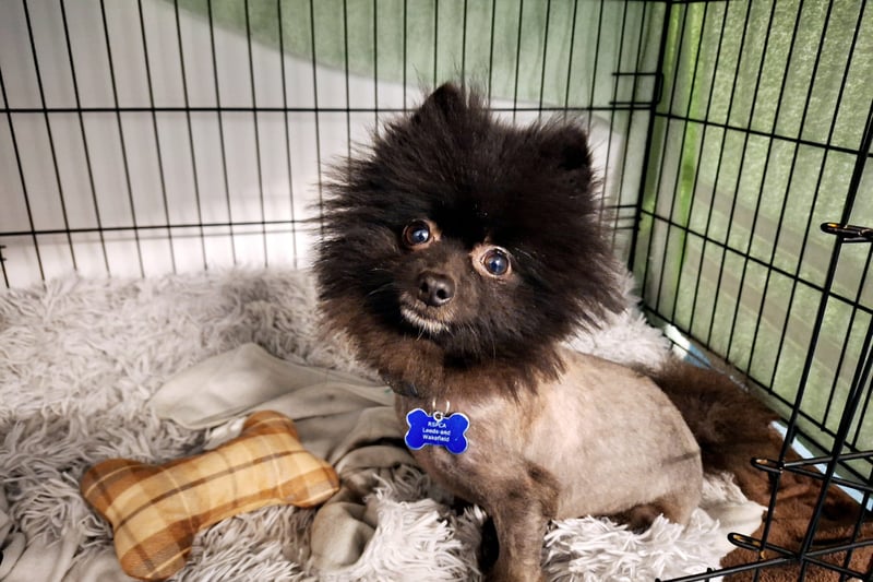 One-year-old pup Nero is a Pomeranian who "came from quite a stressful home". But since being at the centre, he has been able to relax and be himself. He loves human attention and being with company, so would suit a family that would not mind a little shadow. He would be able to live with children aged 16 and over, but not with other dogs or cats.