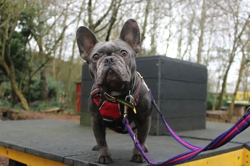 Bonnie is looking for a home where she is the only pet and can live with children over 12. She is house trained and can be left for a few hours when settled. She can be worried by new people so she will need a couple of visits before she is ready to come home. 