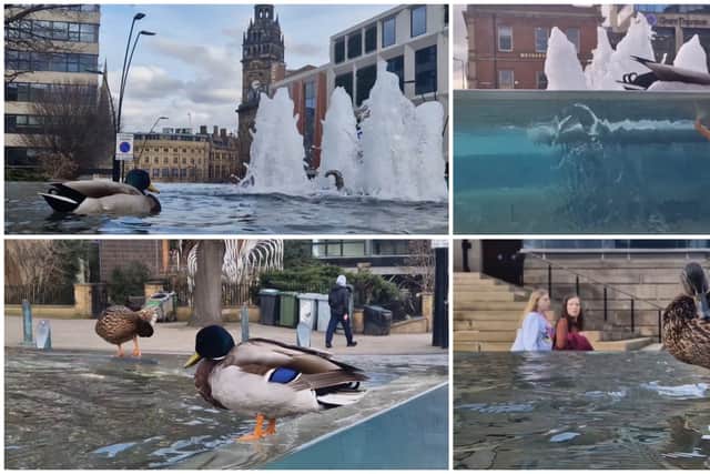 The ducks are a popular addition to Sheffield city centre