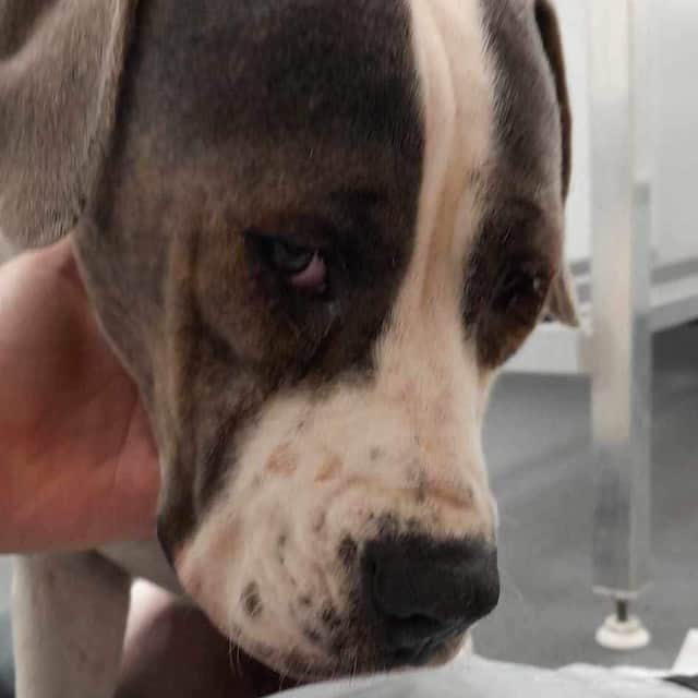 Etta has been fitted with a feeding tube after she was unable to keep any food down. Photo: Helping Yorkshire Poundies