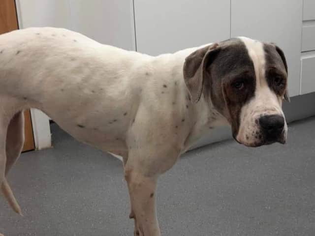 Helping Yorkshire Poundies has made an urgent appeal for donations and foster home applicants to help save poorly Etta.