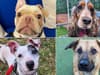 All 18 stunning dogs at one Sheffield animal shelter that could be yours to take home
