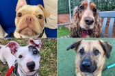 Some dogs at Thornberry Animal Sanctuary have been waiting the best part of a year for their forever home - could it be you?