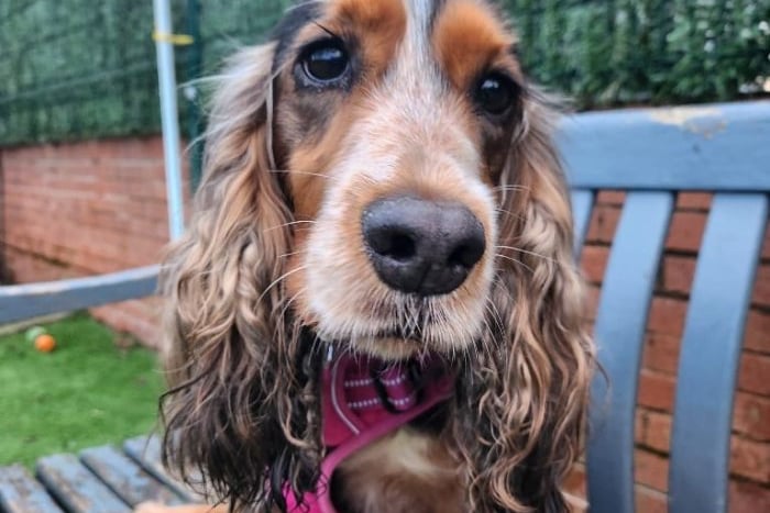 Alli, aged five years old, is a beautiful Cocker Spaniel who would benefit from a family home which is pet free. She very much enjoys people and lots of attention. Alli could live with children aged five and older, but would need a secure garden as part of her adoption.