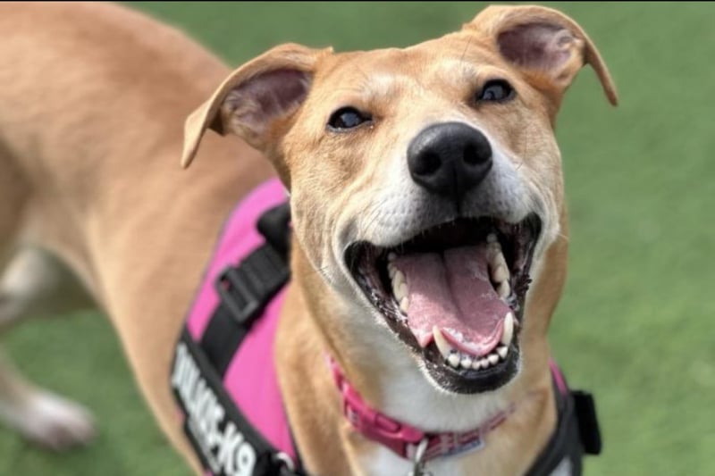 Ruby is five years old and had spent several months overlooked in another kennels - Thornberry can’t quite understand why as this Lurcher is fabulously fun and so playful. She loves toys, fusses and is a firm favourite with everyone at Thornberry. She would best suit a home that enjoy lovely long walks. After a walk Ruby will happily entertain herself and go for a snooze. She could live with teenagers 14+ and would benefit from walking friends of a similar size.