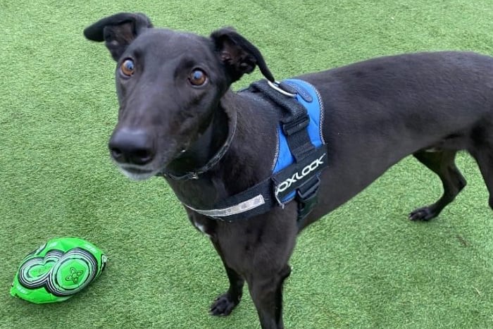 Harry is only two years old, and has a lot of learn about the luxury of a family home. He enjoys the company of other dogs and could live with another sighthound or as the only pet. Harry doesn’t cope well in busy environments so a quiet home is essential for him. He could live with teens.