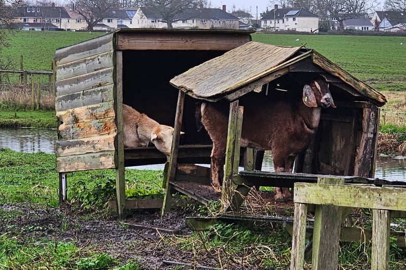 There are a couple of goats next to Jacklands Fish Lakes and Farm Shop.