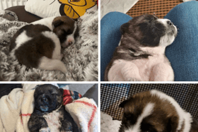 The RSPCA is looking for names for these pups