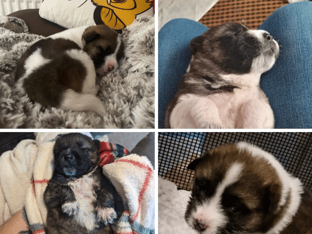 The RSPCA is looking for names for these pups