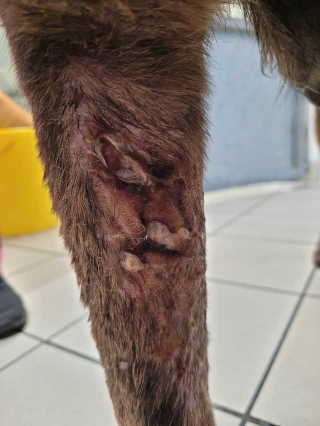 The open wound found on Deli's right foreleg.