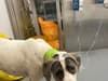 Adopt a dog Sheffield: Time running out to save "sweet, shy girl" who "has survived against all the odds"