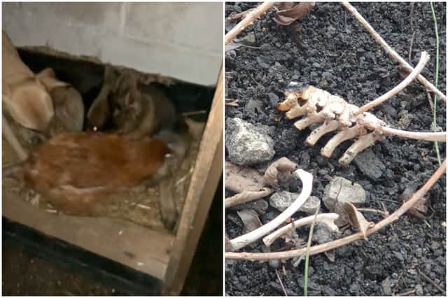 A couple have been banned from keeping animals for 15 years over their mistreatment of animals. This image shows how they baited and set two dogs on a chicken, and the burned remains of a puppy they killed.