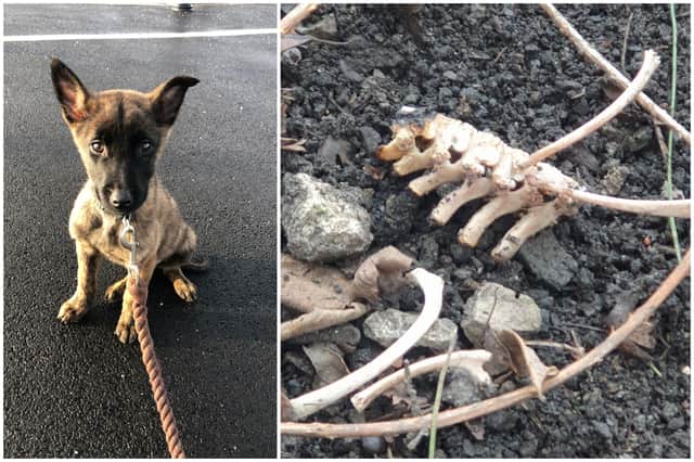 A puppy naed Hades, who John Cameron Lindop, from Doncaster "hung until he was brain dead" and burned his remains to cover it up. The remains were found by the RSPCA.