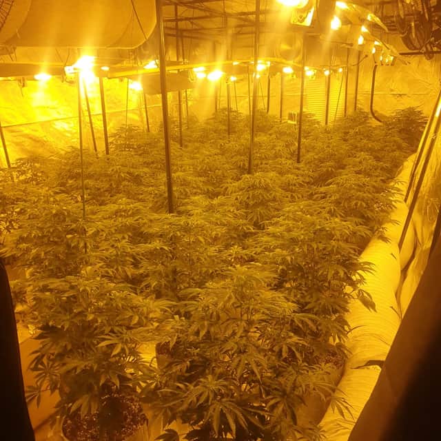 Over 600 plants were uncovered within the factory, seeing two men from Albania put behind bars.