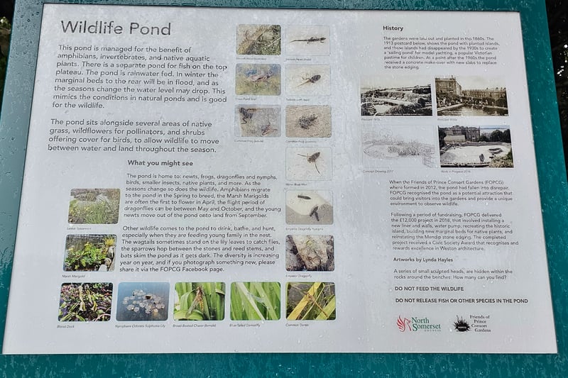 The information board by the wildlife pond provides some history of the park and details on the fauna and flora that can be spotted on the pond including newts, nymphs, frogs and wagtails.