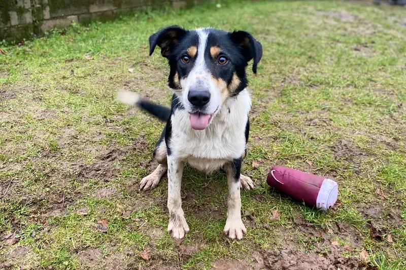 Spot is an 18month collie who has not become the sheep dog his family hoped for and would be better suited as an active companion in a home environment. He has mixed with other dogs out on walks and is a sociable boy who would benefit from someone interested in regular training to help him become a wonderful pet. He will need someone around throughout the day whilst he settles into a new home and routine. He can live with children aged 12 years plus and a neutered female dog who would be comfortable with a young bouncy boy.