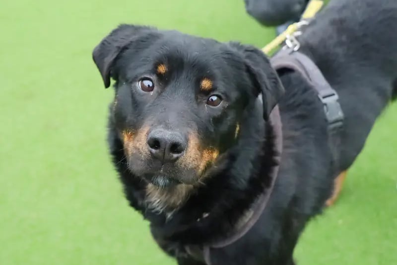Chester is an adorable 2 year old Rottie x Collie who is currently looking for his forever home. He is a sensitive boy who was found as a stray. He can be shy around being touched, but his affectionate and playful side has started to shine through since making friends at the centre. Because of his nature, Chester is looking for a calm adult home in a quiet location where he can peacefully settle in. He is hoping for his owners to be around most of the time to build a strong relationship. A secure garden is a must for him play in and practice his housetraining.