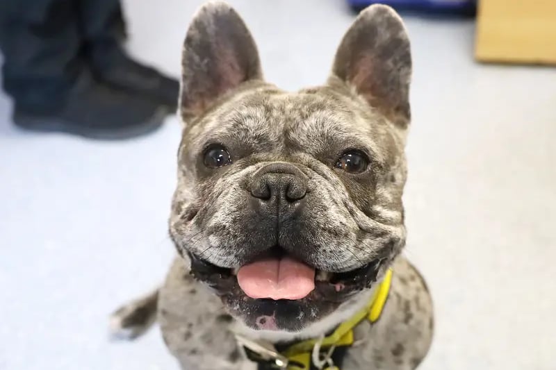 Blue is a lovely two years old French Bulldog who has come into us through no fault of his own. He will need an adult only home. Blue loves going out on his walks to explore. He is worried by other dogs so will need to wear his muzzle on a walk and walked in quiet dog areas. When at home he will quite happily have a fuss and will quite often be found snuggled up next to you on the sofa.