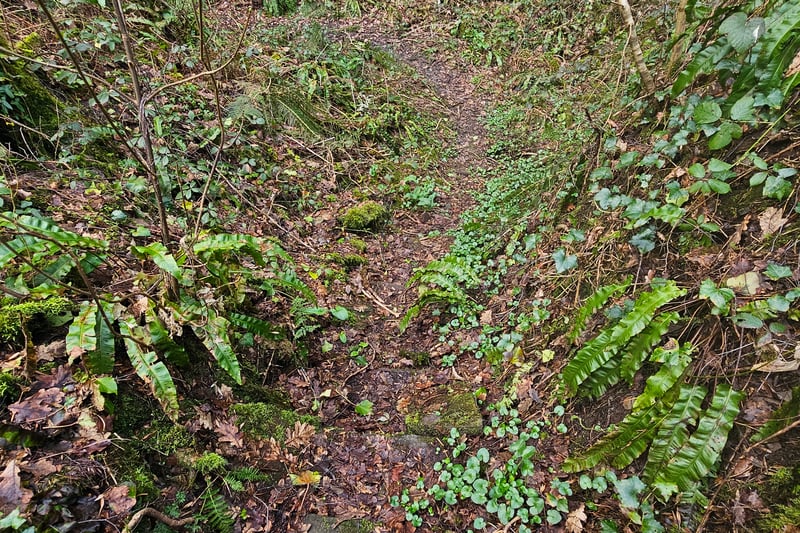 Visitors can enjoy forest trails through the woodland path at Huckford Quarry. Be warned, however, that the paths are made of dirt and can become slippery and muddy during and after rainy days.