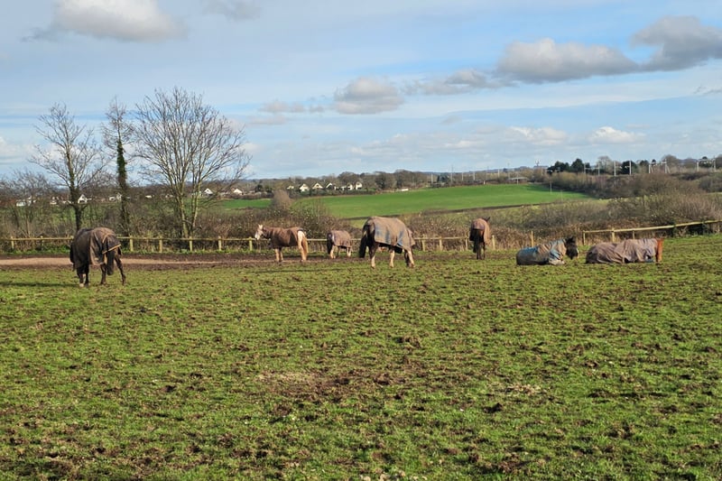 We came across a field of horses opposite Winterbourne Duck Pond, near the entrance to the nature reserve.