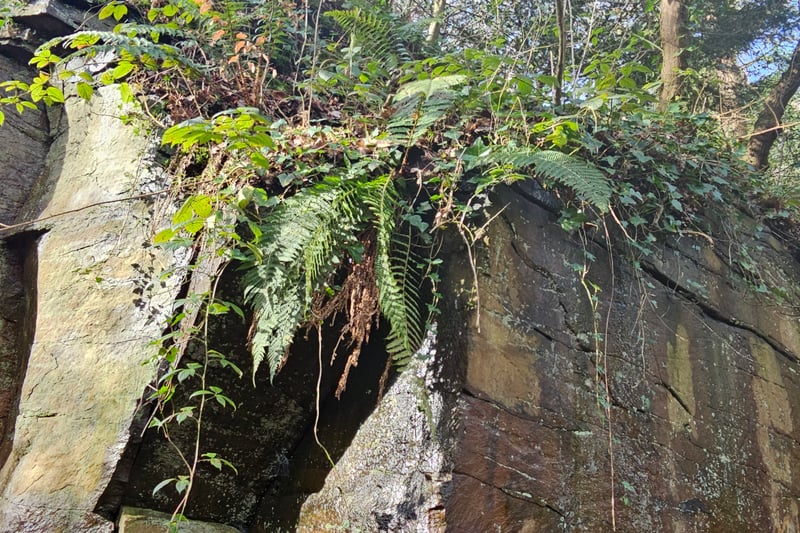 The quarry is the ideal space for ferns, mosses and lichens to grow since it is deep, damp and dark throughout much of the year. Various species of fern can be spotted among old quarry boulders and the shaded woodland banks.