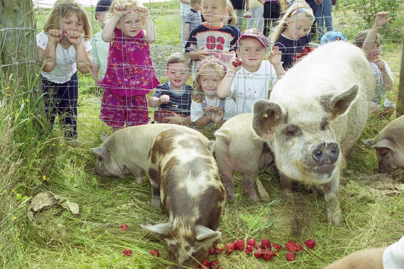 Pupils had a day at Sharpley Strawberry Farm in 2000 and they got to meet Roger the Polynesian pig and his friends.