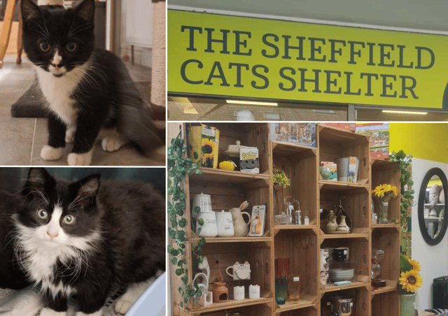 Sheffield Cat's Shelter