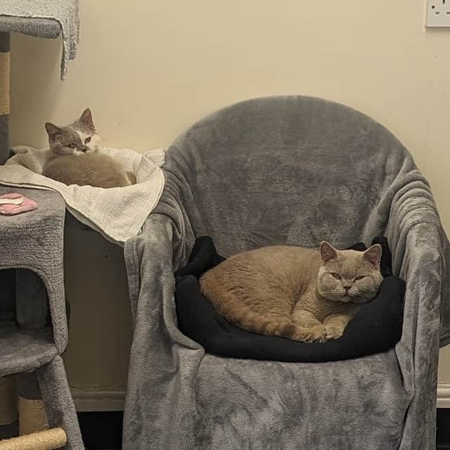 Russell and Howard, who The Sheffield Cat's Shelter have been looking after.