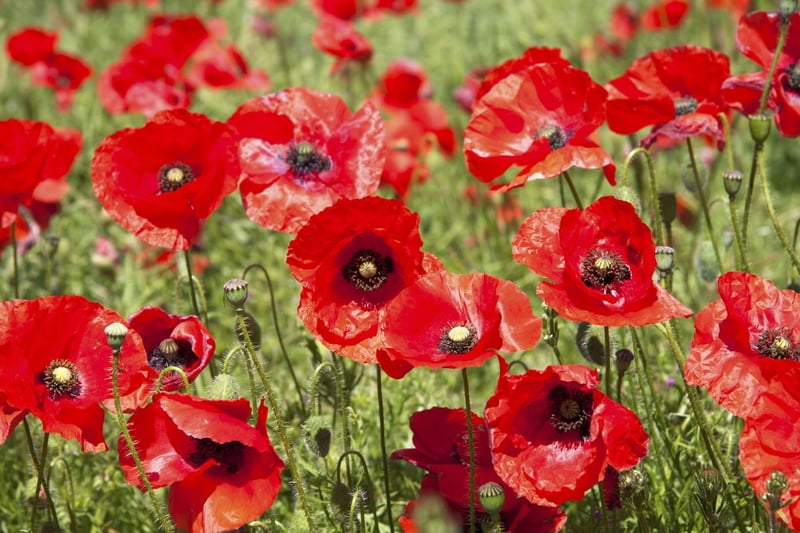 In third place was the poppy, which generated an average of 111,677 monthly searches. Poppies are a comparatively small species and have delicate petals that are often red but can be other colours such as orange or pink. Once planted they are easy to maintain as they don’t require a lot of attention and can thrive regardless of soil type. 