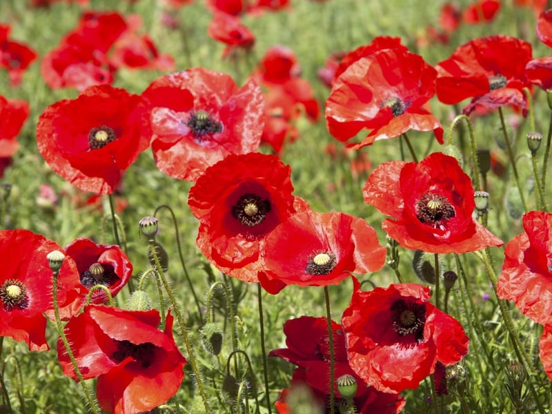In third place was the poppy, which generated an average of 111,677 monthly searches. Poppies are a comparatively small species and have delicate petals that are often red but can be other colours such as orange or pink. Once planted they are easy to maintain as they don’t require a lot of attention and can thrive regardless of soil type.