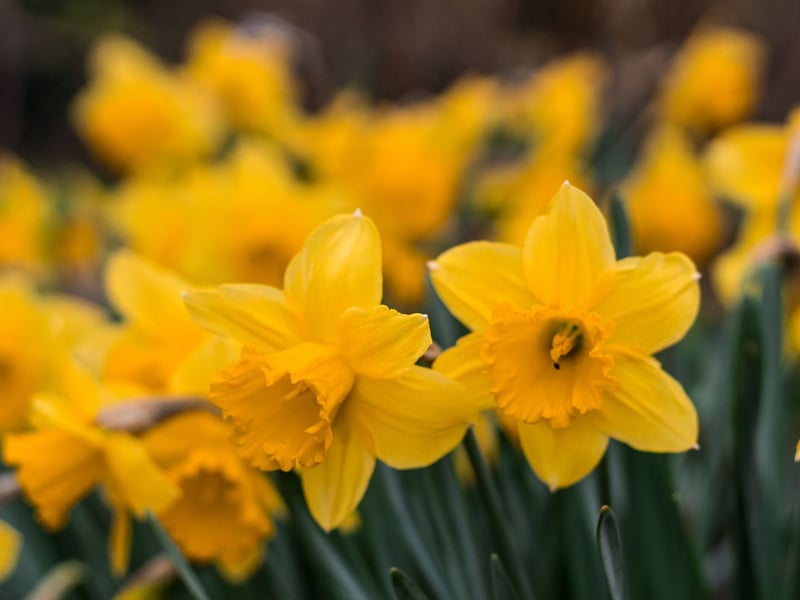 In sixth was the daffodil with an average of 73,302 monthly searches. A springtime favourite, daffodils typically have bright yellow petals engulfing a trumpet-shaped middle. They can thrive in lots of conditions and don’t need much attention, making them ideal for beginner gardeners. 