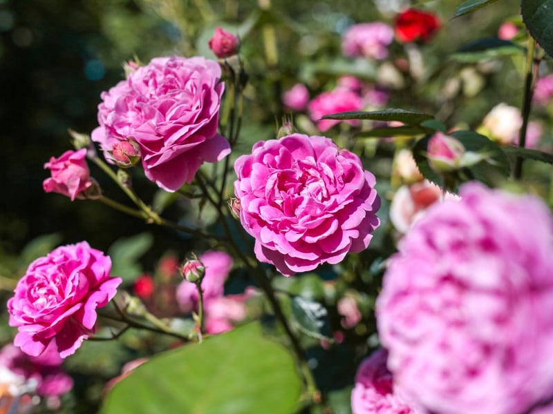 The rose was identified as the UK’s favourite flower for gardeners, attracting 126,909 monthly searches on average. Roses are known for their distinct petal shape and thorny stems, and come in a variety of colours, such as red, pink, yellow and white. They can be high maintenance compared to other flowers, requiring regular watering, pruning and fertilizing to prolong their health.