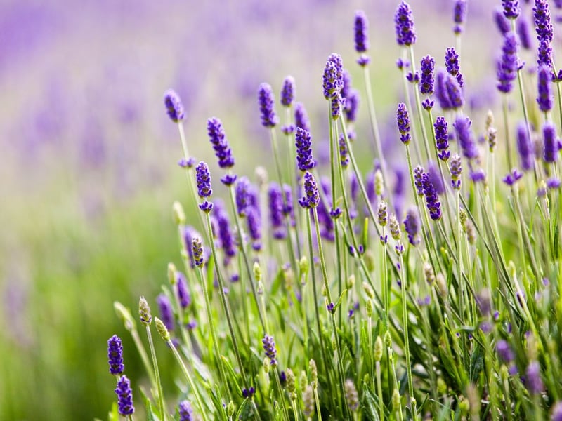 Ranking eighth was lavender, averaging 61,432 monthly searches. Lavender has a distinct appearance, with clusters of tiny purple flowers on each stem – but they are equally beloved for their calming scent. They can be maintained easily, making them the ideal choice for a hassle-free harden. 