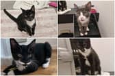 Four kittens - named (clockwise from top Right) Mozzarella, Gouda, Gorgonzola and Emmental - are up for adoption after they were thrown from a car window in Sheffield.
