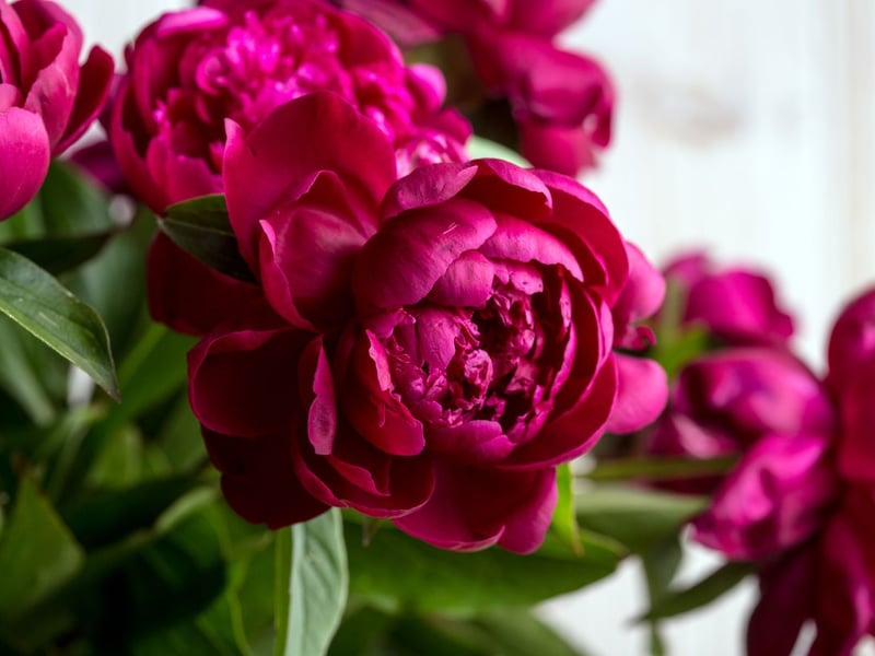 Rounding out the top five was the peony, commanding 81,013 searches per month. Peonies are one of the most romantic flowers, with lush, full blooms that are most popular in shades of pink. They are hardy, low effort plants but need regular watering.  