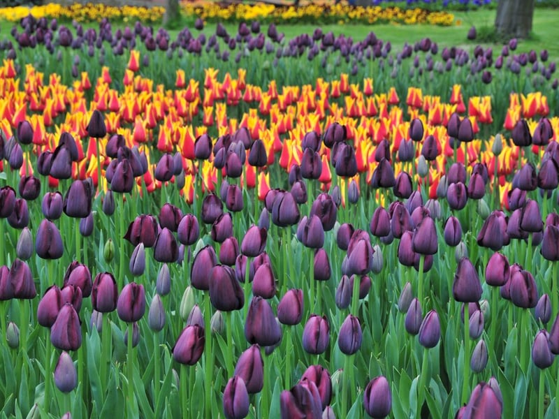 Following in seventh was the tulip, which generated an average of 65,718 searches per month. Tulips are known for their classic cup shape and can be found in different colours such as red, yellow, pink and purple. They’re easy to look after and as perennial flowers, you can enjoy their beauty for several years.  