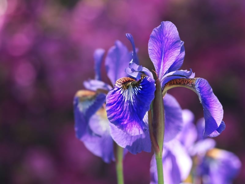 Completing the top ten was the iris, which attracted an average 55,684 monthly searches. Iris flowers have stunning wilted petals that create a unique shape, and are  found in a range of colours, with purple arguably the most common. They survive best in well-drained soil and full sunlight. 
