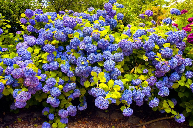 Ranking fourth was the hydrangea with an average 85,428 monthly searches. Hydrangeas have big, rounded petals that produce a sypherical shape and can be found in a range of colours, such as blue or white. They are relatively easy to care for, although they thrive best in moist soil and partial shade.  