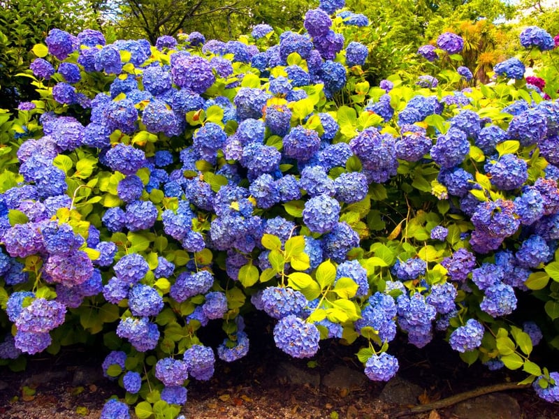 Ranking fourth was the hydrangea with an average 85,428 monthly searches. Hydrangeas have big, rounded petals that produce a sypherical shape and can be found in a range of colours, such as blue or white. They are relatively easy to care for, although they thrive best in moist soil and partial shade.