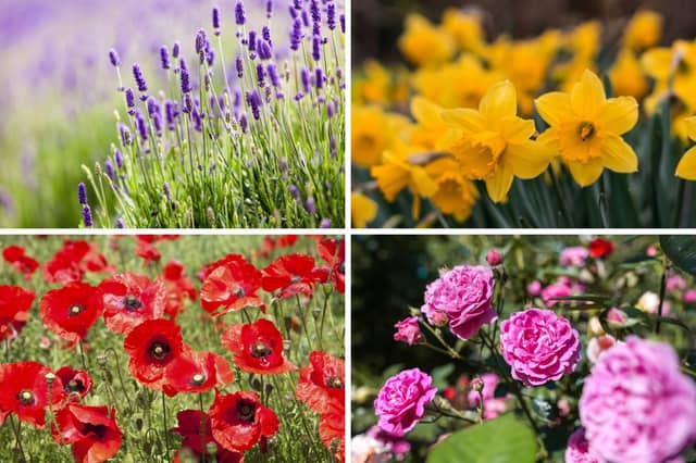 Flowers add colour to our gardens.