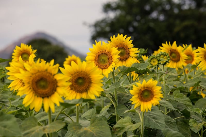 Following in second place was the sunflower, averaging 112,567 searches per month. Sunflowers have a striking appearance, with tall stems and large, vibrant yellow petals that frame a dark centre. They are relatively low maintenance provided they’re positioned in a sunny spot and given room to grow as much as they need. 