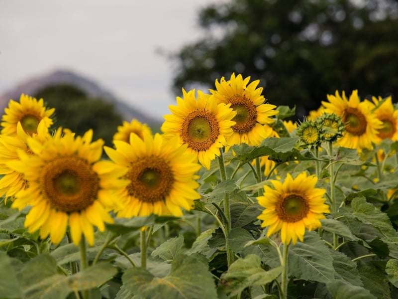 Following in second place was the sunflower, averaging 112,567 searches per month. Sunflowers have a striking appearance, with tall stems and large, vibrant yellow petals that frame a dark centre. They are relatively low maintenance provided they’re positioned in a sunny spot and given room to grow as much as they need.