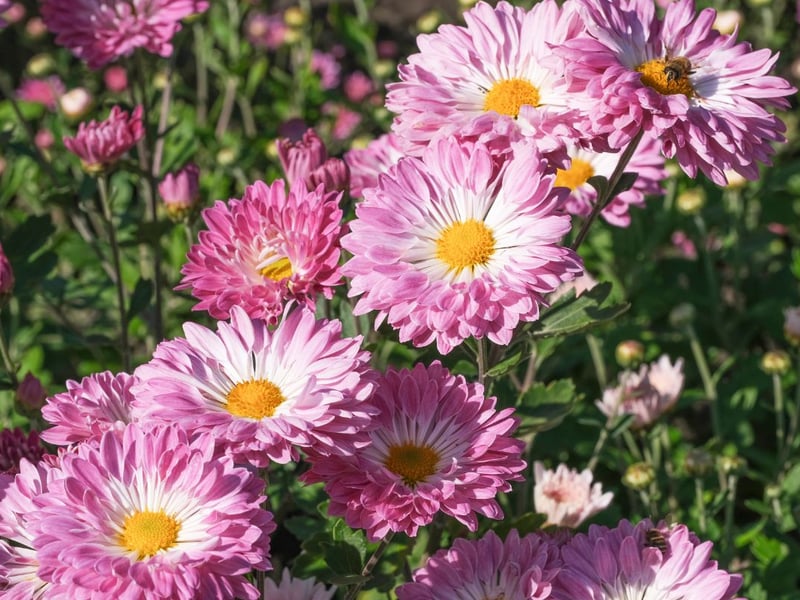 In ninth place was the daisy, which generated 57,336 searches per month. Daisies have a simple appearance, with delicate petals surrounding a bright yellow centre – and they are one of the smallest flower varieties. They’re also easy to maintain as they can grow in many different conditions.  