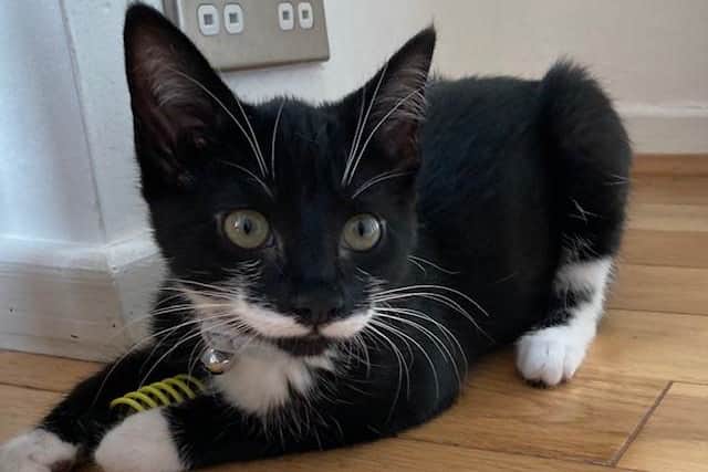 Four kittens that were thrown from a car window in Sheffield are now up for adoption. This one is named Emmental.