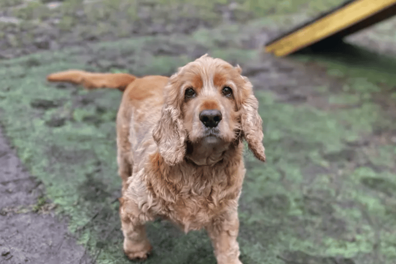 Ronnie is a Cocker Spaniel who is looking for a quiet home with just one or two occupants. He will need to be the only pet in an adult home. Ronnie is house trained and can be left alone for a couple of hours.