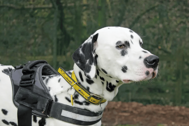 Rex is a Dalmation who is estimated to be around one to two years old. Rex can live with other dogs and children of high school age but needs someone at home all the time as he hates to be alone. He has a wheat and grain allergy.