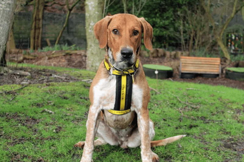 Fran is a Foxhound who can live with dogs and children of high school age. Dogs Trust have no history for her so cannot guarantee that she is house trained, and she will need someone around most of the day whilst she settles.