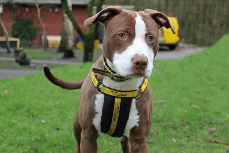 Jack is a Staffordshire Bull Terrier who enjoys plenty of fuss and affection. He is looking for a home where he will be the only pet and where any children resident or visiting are over the age of 10 and confident around big and boisterous dogs. Dogs Trust have limited history about him and cannot be certain if he is house trained. He will need somebody at home most of the time whilst he settles in.