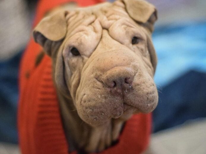 5-year-old, Shar Pei, Suzie has been doing really well in her foster home and is ready to find a new pet-free home.